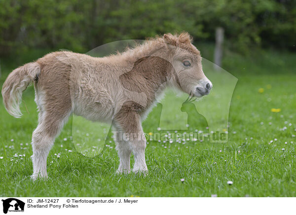 Shetland Pony Fohlen / JM-12427