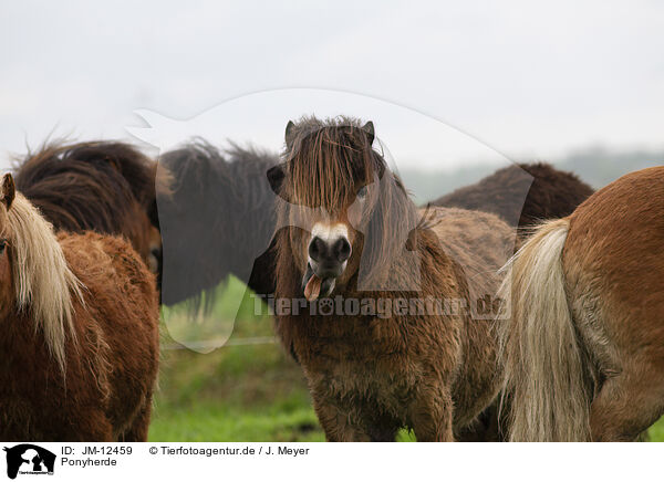 Ponyherde / herd of ponies / JM-12459