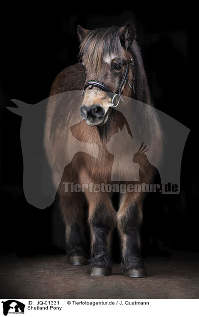 Shetland Pony / Shetland Pony / JQ-01331