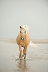 trabendes Shetland Pony