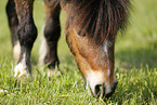 Shetland Pony auf der Weide