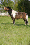 Shetland Pony auf der Weide