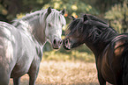 Shetlandpony