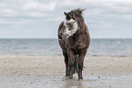 Shetland Pony am Strand