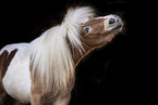 Shetland Pony Schecke