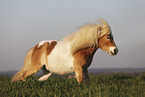 Shetland Pony Schecke