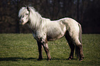 Shetland Pony Stute