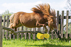 ausgewachsenes Shetland Pony