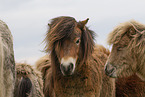 Shetland Ponies