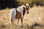 junges Shetland Pony
