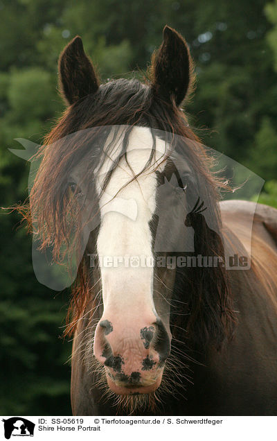 Shire Horse Portrait / SS-05619