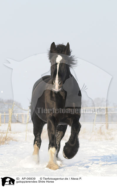 galoppierendes Shire Horse / AP-06839