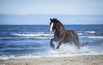 Shire Horse am Strand