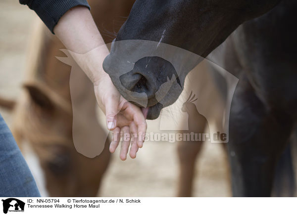 Tennessee Walking Horse Maul / NN-05794