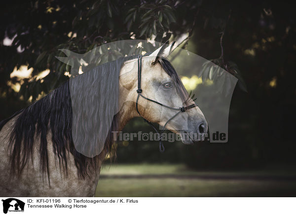 Tennessee Walking Horse / Tennessee Walking Horse / KFI-01196