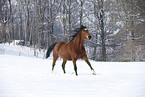 rennender Trakehner