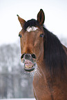 Trakehner Portrait