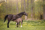 Trakehner mit Fohlen