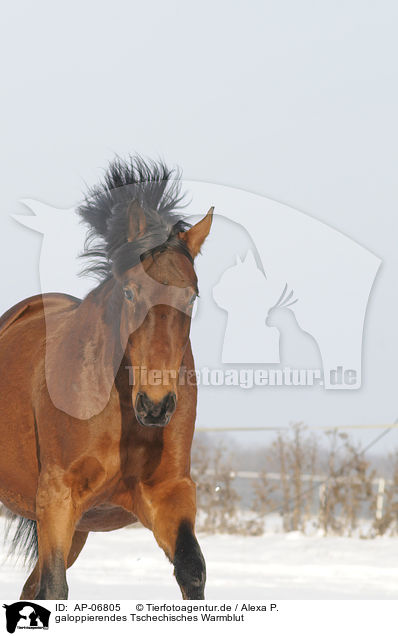 galoppierendes Tschechisches Warmblut / AP-06805