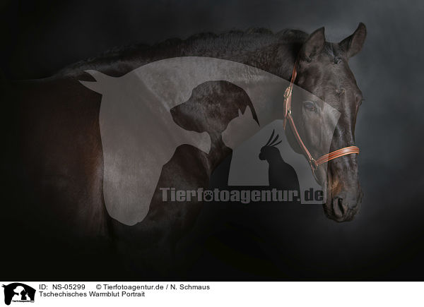 Tschechisches Warmblut Portrait / NS-05299