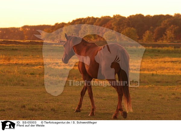 Pferd auf der Weide / SS-05003