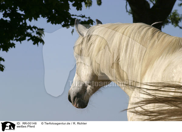 weies Pferd / RR-00148