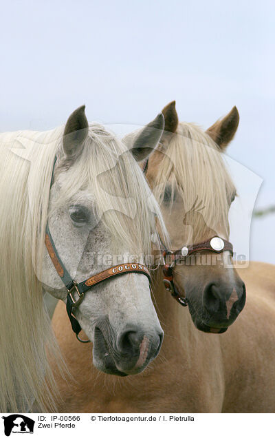Zwei Pferde / two horses / IP-00566