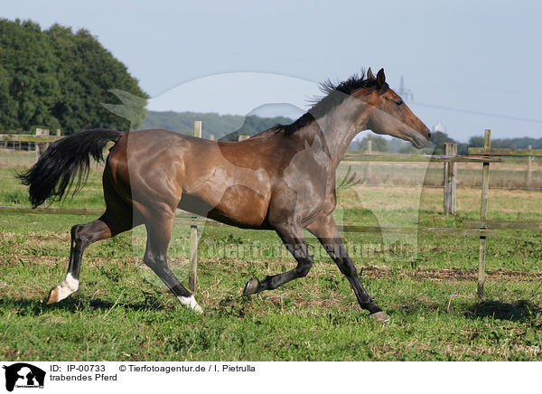 trabendes Pferd / trotting horse / IP-00733