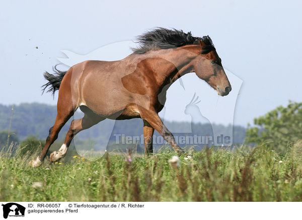 galoppierendes Pferd / running horse / RR-06057