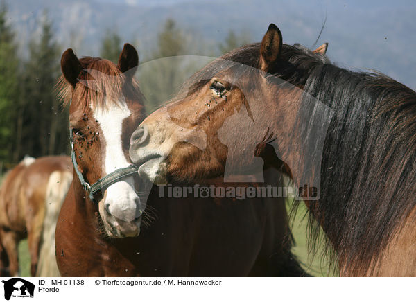 Pferde / horses / MH-01138