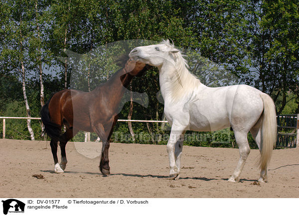 rangelnde Pferde / horses / DV-01577