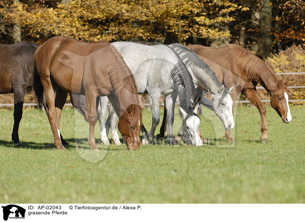 grasende Pferde / grazing horses / AP-02043