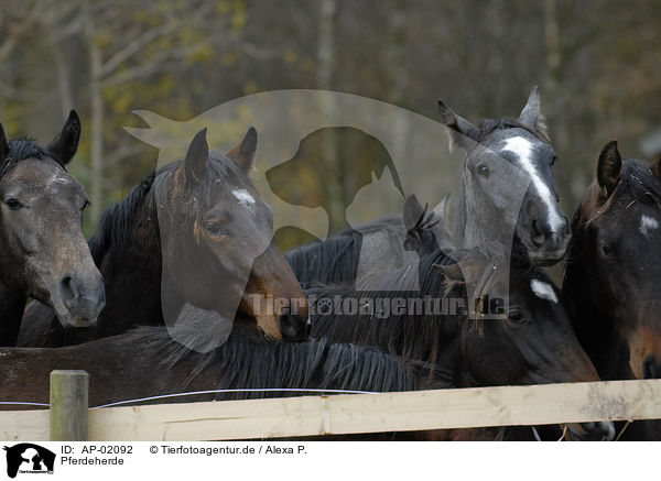 Pferdeherde / herd of horses / AP-02092