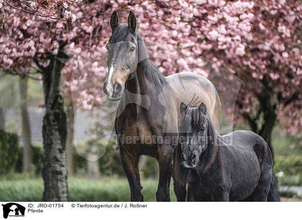 Pferde / JRO-01754