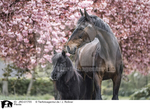 Pferde / horses / JRO-01755