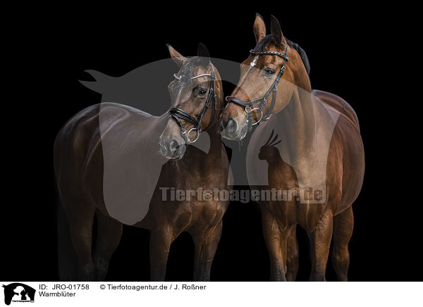 Warmblter / warmbloods / JRO-01758