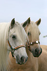Zwei Pferde