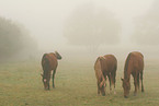 Pferde im Nebel