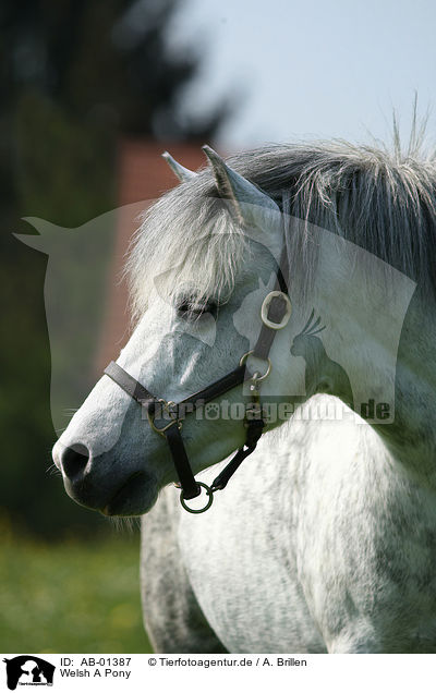 Welsh A Pony / AB-01387