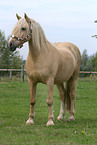 Welsh Cob auf der Koppel