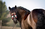 Welsh Cob