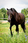 laufender Welsh Cob