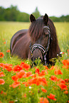 Welsh Cob Portrait