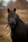 Welsh Cob Portrait