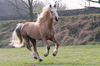 galoppierender Welsh Cob