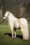 Welsh Cob Hengst