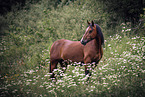 Welsh Cob Stute