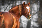 Welsh Cob Stute