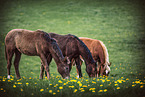 Welsh Cobs