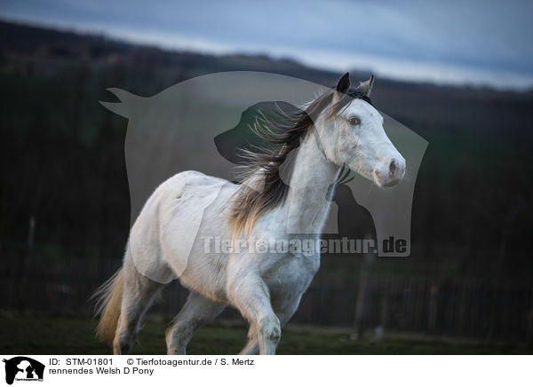 rennendes Welsh D Pony / STM-01801